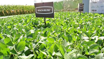Fracasó la adopción de soja Intacta en la zona pampeana: se consolida su uso en el norte del país