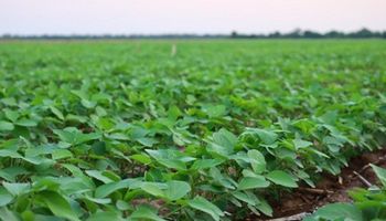 Neogen Semillas apuesta al cultivo de soja con el lanzamiento de cinco variedades