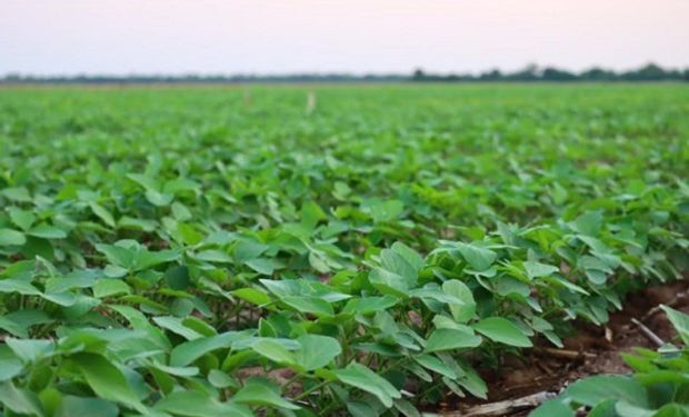 Neogen Semillas apuesta al cultivo de soja con el lanzamiento de cinco variedades