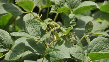 El INTA inscribió 5 variedades de soja que incorporan diferenciales y no fueron modificadas genéticamente