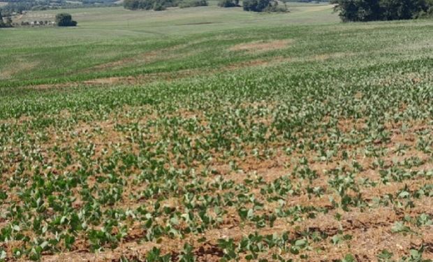 Rendimento médio das lavouras sofreu uma queda de 20,3%. (Foto: Felipe Bieger/Emater/RS-Ascar)