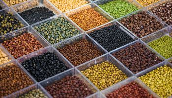 Embrapa abre banco genético e leva sojas raras ao Show Rural