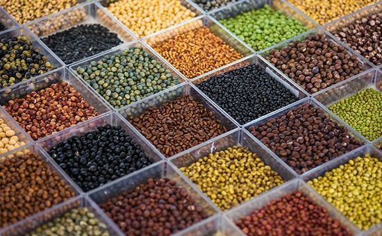 Órgão apresenta materiais como planta anã, sem pubescência e semi-determinada, selecionados entre 65 mil acessos conservados em seu acervo científico