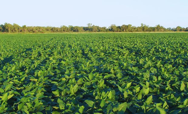 Deforestación: Europa clasificó a la Argentina como un país con riesgo estándar y generó rechazó del complejo agroexportador