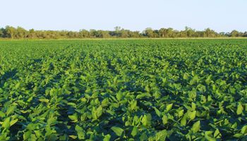 Alivio en la zona núcleo: llovió y frenó el deterioro de los cultivos, mientras que una región se salvó