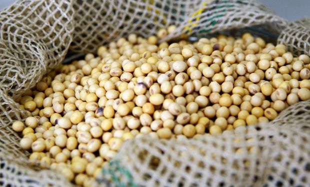 Empresa japonesa vai investir R$ 140 milhões em unidade de sementes de soja em MG