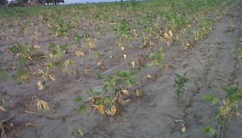 Córdoba estima una caída de 30% en la cosecha de maíz y soja
