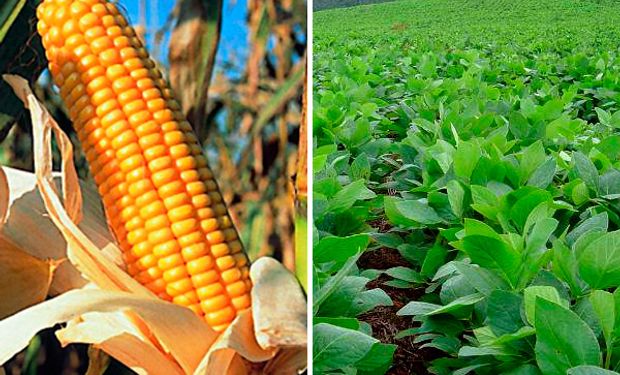 Los futuros de soja y maíz cerraron la jornada en terreno positivo tras el informe de exportaciones del USDA