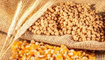 Soja, trigo y maíz: qué pasó con los precios en Rosario y cómo se posiciona Chicago a la espera de informes claves