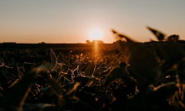 Sin cotización en el mercado local, el clima adverso en Brasil catapultó los precios de la soja en Chicago