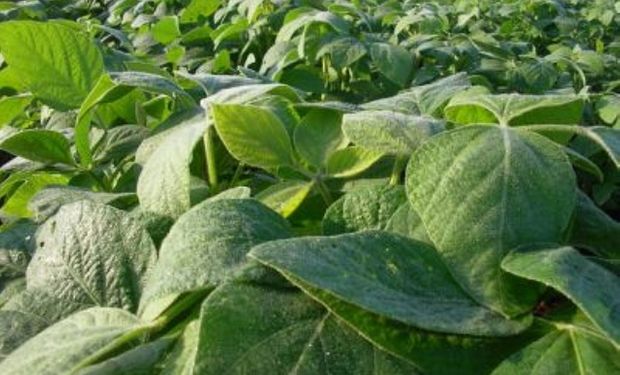 Soja: ¿El cultivo salvador de productores y Gobierno?