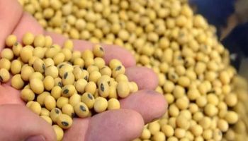 Mercado de Chicago: la soja cierra con bajas que superaron los 6 dólares
