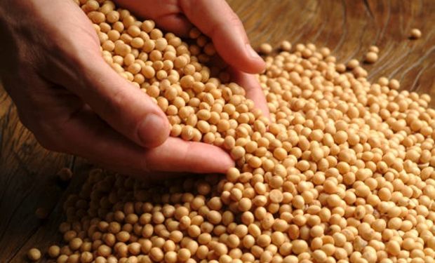 Soja a $240.000 y maíz a $120.000 en el mercado local: qué paso con el precio del trigo en Rosario