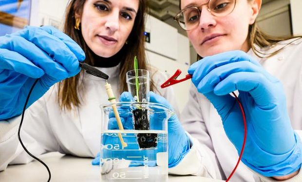 Pesquisa conecta o eSoil a uma fonte de baixa energia para estimular o crescimento das plantas. (foto - Universidade de Linköping)