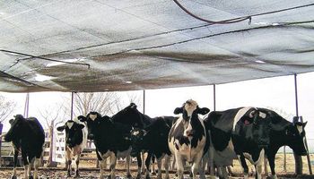 Estalló el verano: cómo cuidar a las vacas del calor