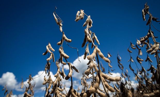 Las expectativas por el informe del USDA y la incertidumbre en el Mar Negro llevaron a los tres principales granos a operar a la baja
