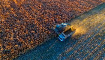 Cómo se produce el cultivo ideal para resistir sequías, inundaciones y olas de calor: rinde en promedio de 36,5 quintales por hectárea