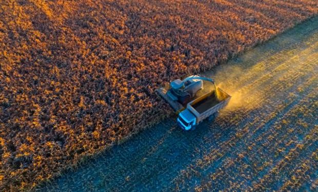 Cómo se produce el cultivo ideal para resistir sequías, inundaciones y olas de calor: rinde en promedio de 36,5 quintales por hectárea