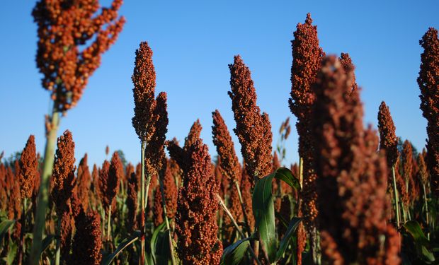 El sorgo se posiciona como un cultivo competidor ante la demanda de China