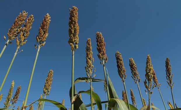Gracias a China, el sorgo se recupera, tiene precio todo el año y hasta le gana al maíz por US$ 60 la tonelada