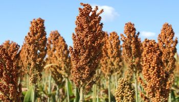 3Tentos amplia estratégia multigrãos com novas áreas de sorgo e canola