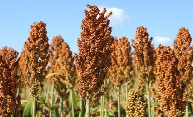 3Tentos amplia estratégia multigrãos com novas áreas de sorgo e canola