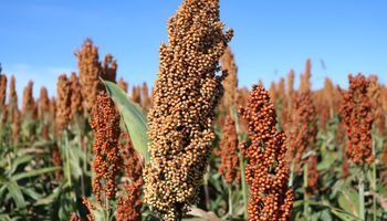 Abramilho projeta Brasil no topo da produção global de sorgo até 2030 e foca exportações à China