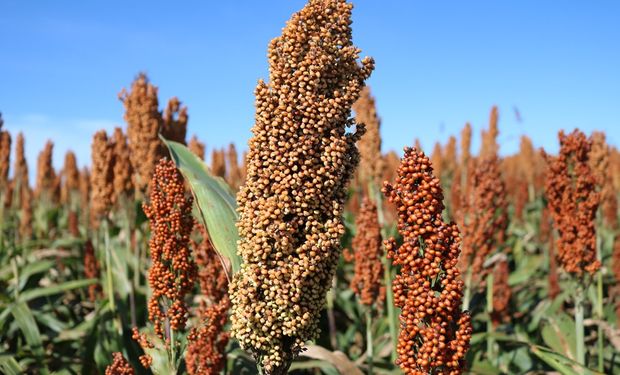 Abramilho projeta Brasil no topo da produção global de sorgo até 2030 e foca exportações à China