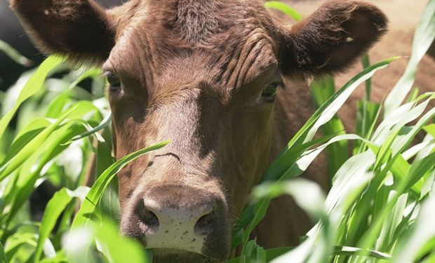 Sorgo: 40 productores probaron la nueva tecnología que revoluciona al biotipo forrajero