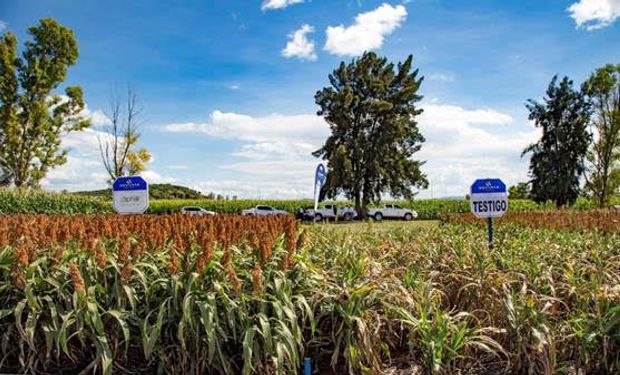 Sorgo Aphix: el nuevo material resistente al pulgón amarillo desde la semilla