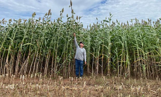 Novo sorgo forrageiro da Embrapa pode produzir mais de 70 toneladas por hectare