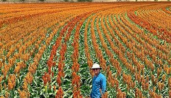 Multifuncional e resistente, cereal é a bola da vez em negociações com a China