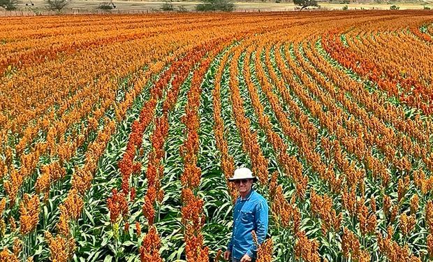 Multifuncional e resistente, cereal é a bola da vez em negociações com a China