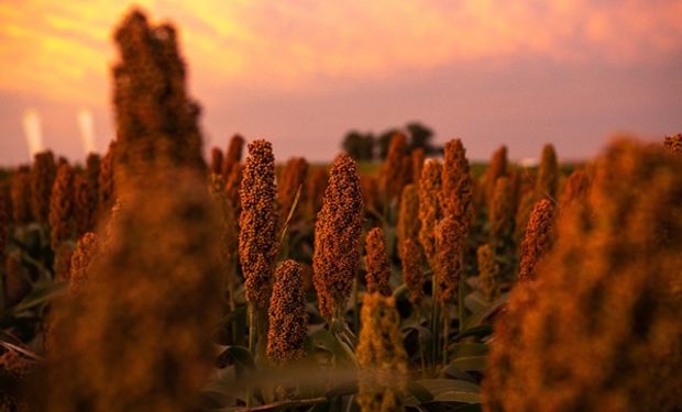 Sorgo: el primer híbrido comercial  No-OGM que resiste a una familia de herbicidas claves para el control de malezas