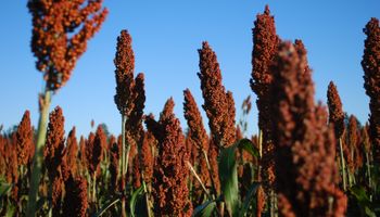 El sorgo, la nueva alternativa en la rotación agrícola: la evolución de un mercado que jugará un papel clave