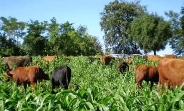 Claves para evitar la intoxicación de rumiantes por el consumo de plantas de sorgo forrajero