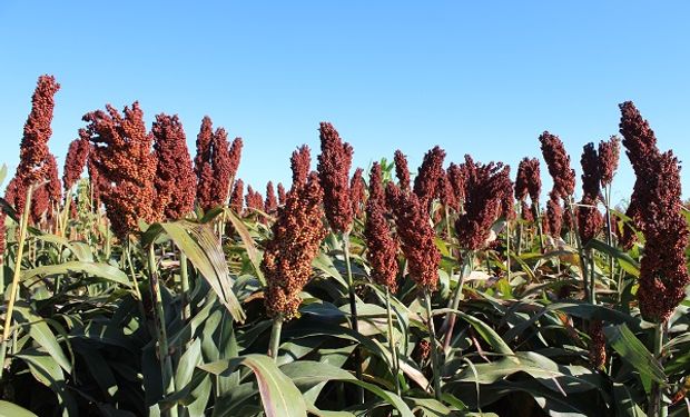 Alertan por presencia de orugas en las panojas de sorgo