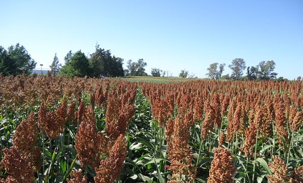 China es el principal importador de sorgo norteamericano.