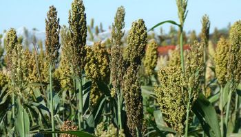 Syngenta y Tobin incorporan más tecnología en semillas de sorgo