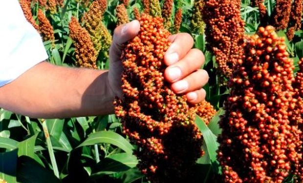 Sorgo igrowth: la tecnología ya fue adoptada en más del 25 % de la superficie y sigue ganando hectáreas