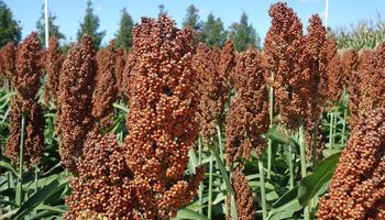El sorgo está cerca de dar un salto de productividad