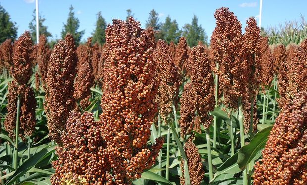 "El sorgo se ha instalado como un cultivo que requiere pocos insumos, de baja tecnología, rústico".