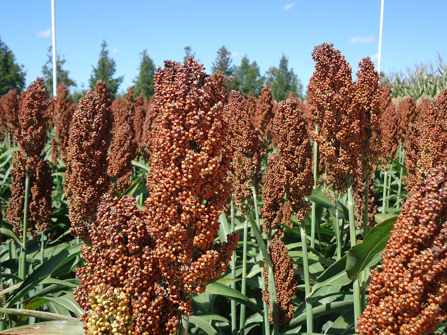 sorgo_agrofy_news_6.jpg