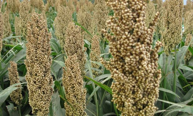 Sorgo: las ventas anticipadas de la campaña 2020/21 multiplican por 40 a las del año pasado