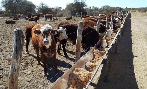 El sorgo, una oportunidad para agregar valor: las virtudes del silaje y su aporte a los sistemas de cría y recría