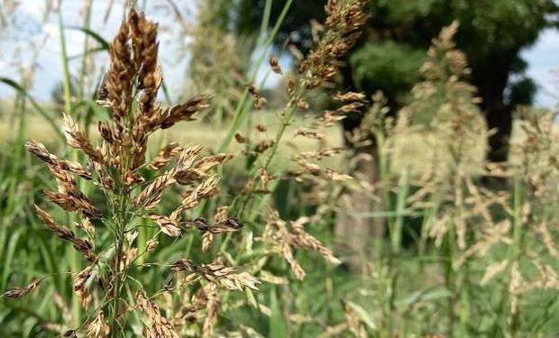 Estrategias de manejo para mitigar el avance del sorgo de alepo resistente a glifosato