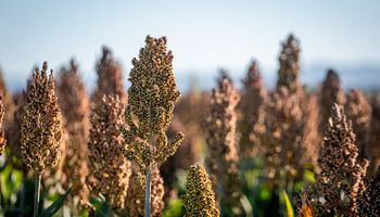 El aliado perfecto de la producción porcina: el cultivo que maximiza la rentabilidad