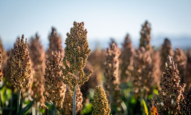 El aliado perfecto de la producción porcina: el cultivo que maximiza la rentabilidad