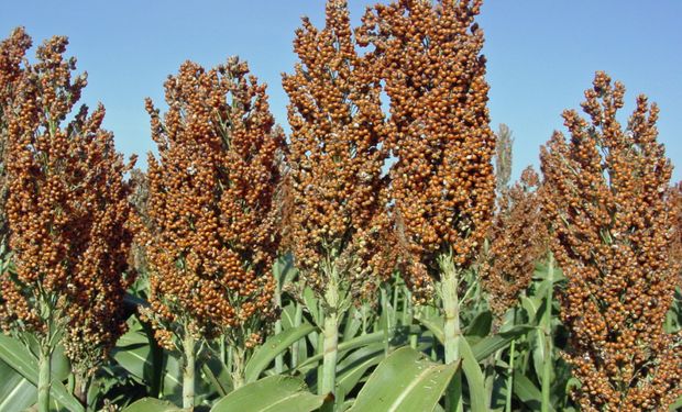 Apenas cuatro naciones están autorizadas a exportar sorgo al mercado chino: Australia, Myanmar, EE.UU. y la Argentina.