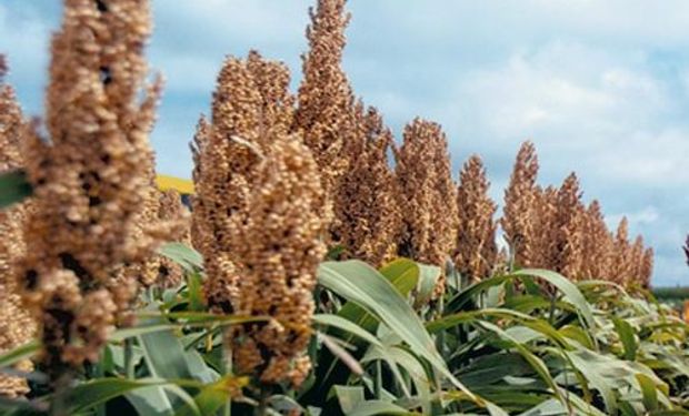 China abrirá sus puertas al sorgo argentino